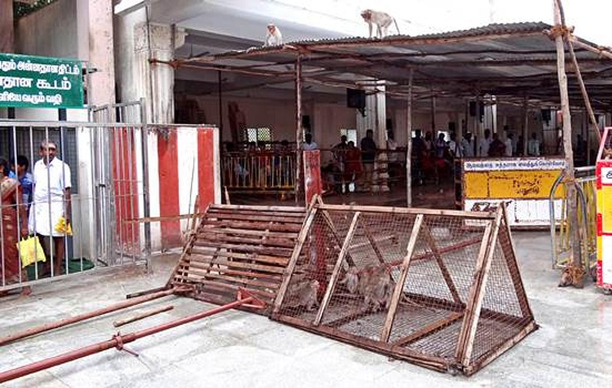 பழனி மலைக்கோயிலில் குரங்குகள் பிடிக்கும் பணி துவக்கம்